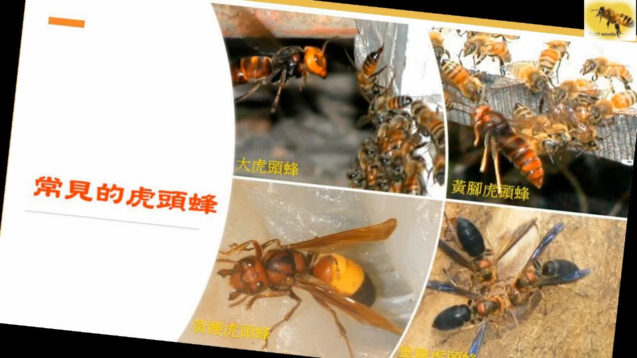 兇猛的虎頭蜂