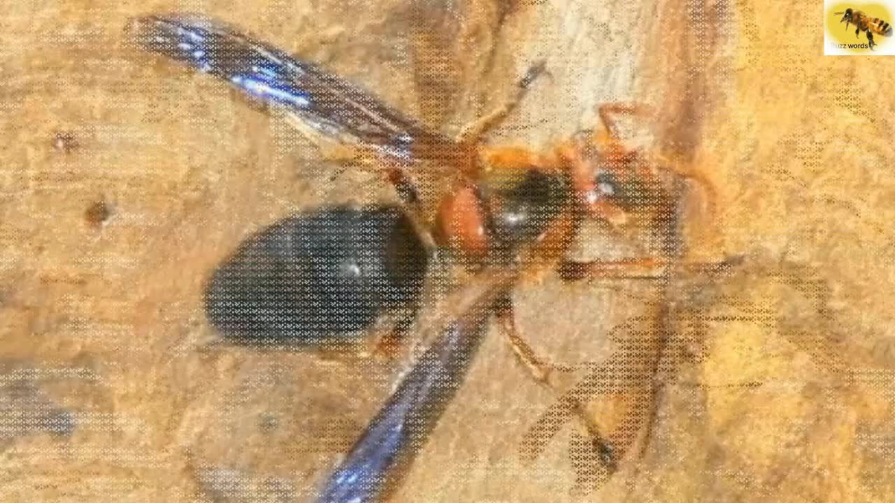 虎頭蜂的一年