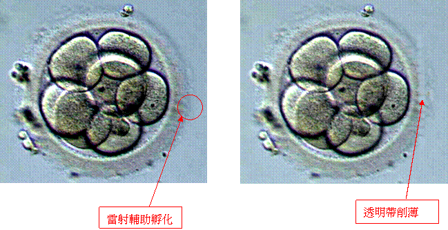 孵化.gif