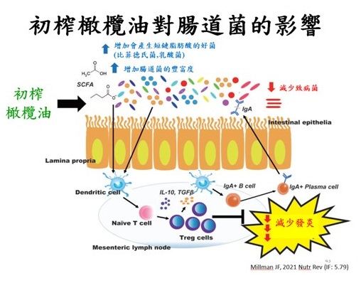 初榨橄欖油對腸道菌的影響.jpg