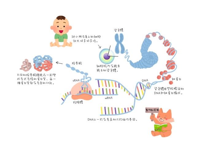 DNA？RNA？基因？染色體？原來是這樣.jpg