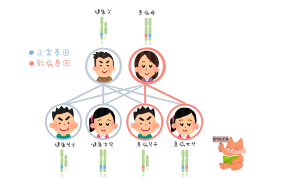 X染色體性聯顯性遺傳2.png