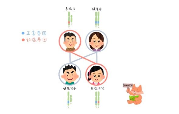X染色體性聯顯性遺傳1.jpg