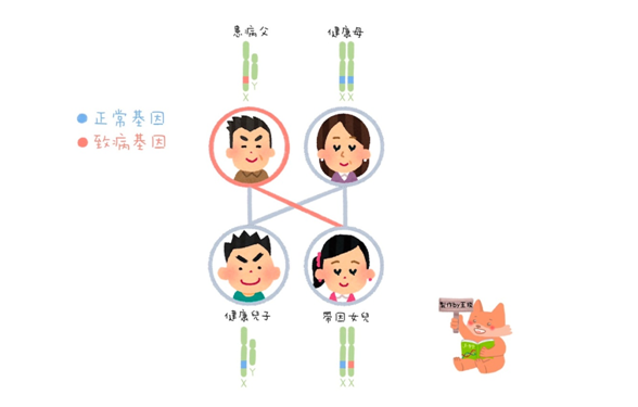 X染色體性聯隱性遺傳1.png