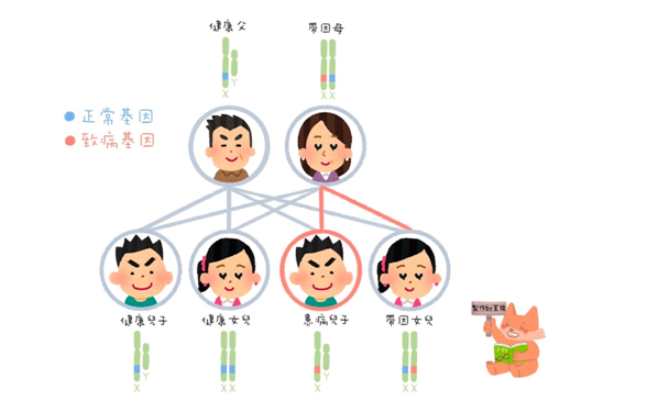 X染色體性聯隱性遺傳2.png
