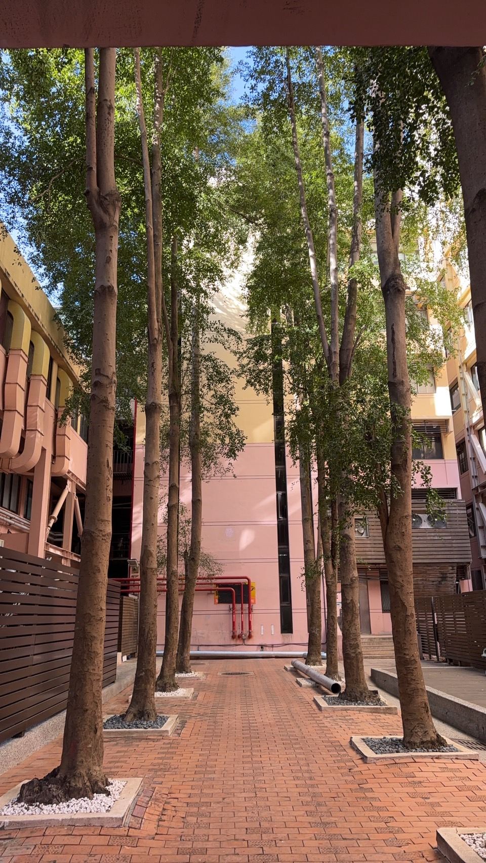 9.小葉欖仁(方).jpg